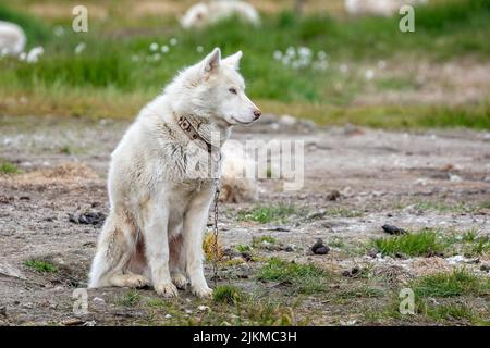 Nahaufnahme eines gefesselten weißen Schlittenhundes in Sisimiut, Grönland, am 16. Juli 2022 Stockfoto