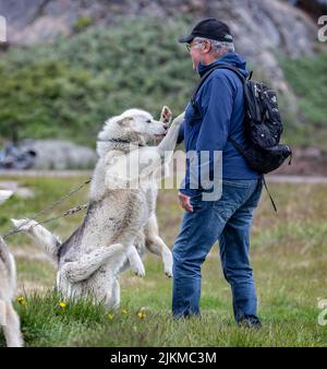 Nahaufnahme von verketteten weißen Wildschlittenhunden, die am 16. Juli 2022 den inuit-Besitzer in Sisimiut, Grönland, begrüßen Stockfoto