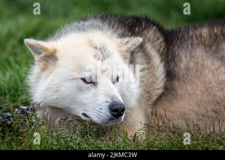 Nahaufnahme des weißen Wildschlittenhundes in Sisimiut, Grönland, am 16. Juli 2022 Stockfoto