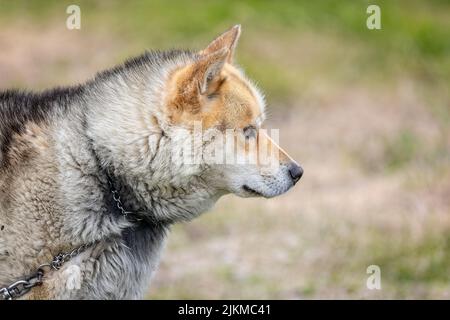 Nahaufnahme eines weißen und braunen Wildschlittenhundes in Sisimiut, Grönland, am 16. Juli 2022 Stockfoto