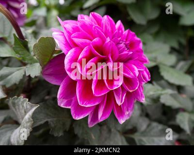 Eine Nahaufnahme einer magentafarbenen Dahlia-Blume, die im Frühling in einem Garten blüht Stockfoto