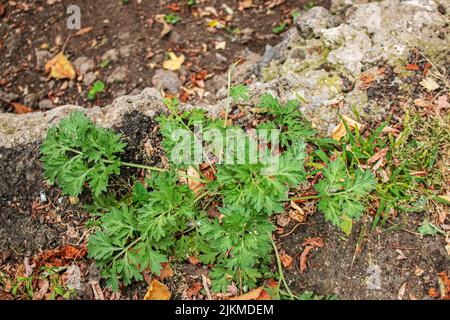 Nahaufnahme von frisch wachsendem, süßem Wermut Artemisia Annua, süßer annie, einjährige Beifuß-Gräser auf dem Wildfeld, Artemisinin-Heilpflanze, natürliches g Stockfoto