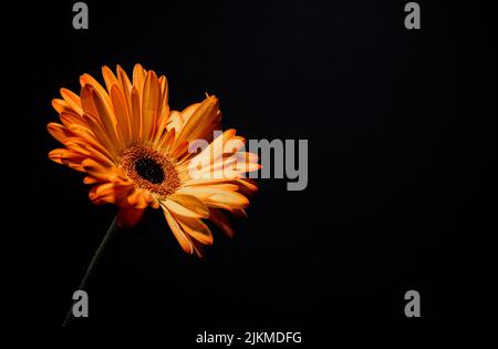 Eine Nahaufnahme einer schönen orangefarbenen Gänseblümchen unter Licht auf schwarzem Hintergrund Stockfoto
