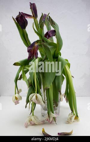 Bouquet mit verwelkten Tulpen in einer Vase. Konzept Stockfoto