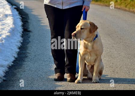 Ein goldener labrador auf einem Spaziergang mit seinem Besitzer Stockfoto