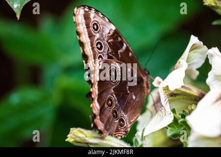 Eine Nahaufnahme eines Blauen Morpho-Schmetterlings, der auf einer winzigen rosa Blume in einem grünen Strauch thront Stockfoto