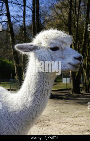Porträt eines schönen weißen Lamas in einem Park an einem sonnigen Tag Stockfoto