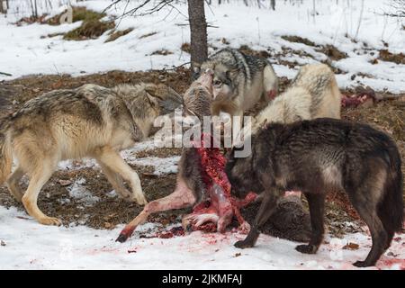 Grauer Wolf Pack (Canis lupus) zieht und zerrt an Weißschwanzhirschen Karkasse Winter - Gefangene Tiere Stockfoto