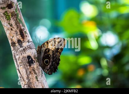 Eine Nahaufnahme eines Blauen Morpho-Schmetterlings, der an einem sonnigen Tag auf einem Baumstamm thront Stockfoto