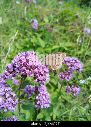 Eine vertikale Nahaufnahme eines Blauen Morpho-Schmetterlings, der auf einer winzigen rosa Blume in einem grünen Strauch thront Stockfoto