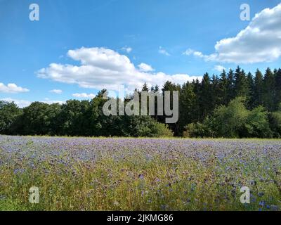 Eine malerische Aussicht auf eine Wiese mit lila Blumen vor grünen Wäldern unter einem blau bewölkten Himmel Stockfoto