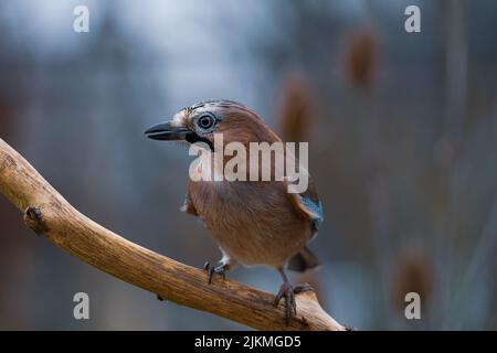 Eine Nahaufnahme eines eurasischen eichelhäher-Vogels, der an einem sonnigen Wintertag auf einem Zweig auf dem Feld steht, mit verschwommenem Hintergrund Stockfoto