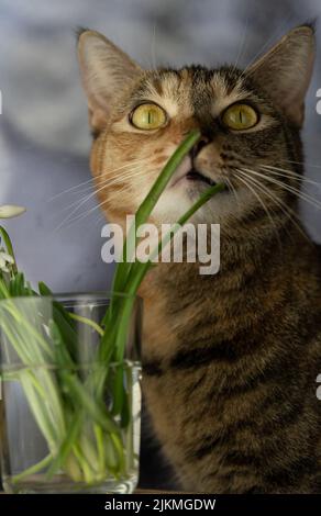 Eine Nahaufnahme einer überraschten Tabby-Katze, die in einem Glas zuhause neben einer Pflanze aufschaut Stockfoto