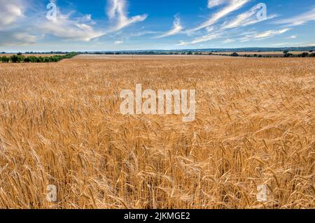 Goldreifes und reifes Weizenfeld bereit für die Ernte unter einem blauen Sommerhimmel mit weißen Wolken. Stockfoto