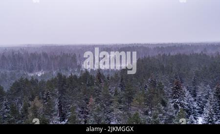 Eine wunderschöne Aussicht auf Tannen, die mit Schnee bedeckt sind, an einem verschneiten Tag unter dem klaren Himmel in einem Wald Stockfoto