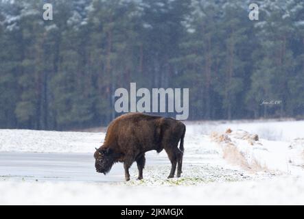 Eine wunderschöne Aufnahme eines europäischen Bisons, der tagsüber auf dem Schnee steht und von einem verschneiten See im Wald trinkt Stockfoto
