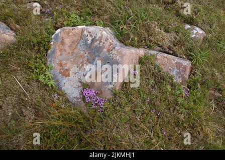 Eine Nahaufnahme von einigen Thymianblüten, die neben einem riesigen Felsen auf dem Boden wachsen. Stockfoto