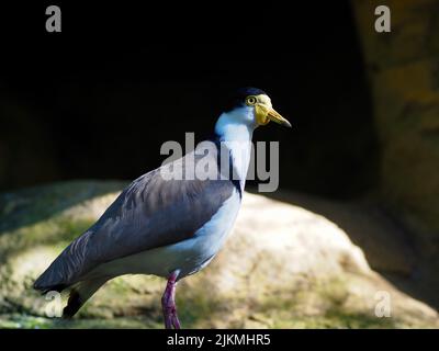 Auffallend markantes Maskengeflügel mit hellen Augen und charakteristischen gelben Watteln. Stockfoto