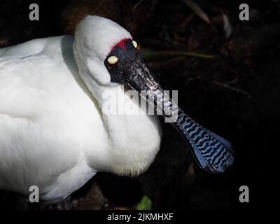 Ein Nahaufnahme-Porträt eines fesselnden Königlichen Löffelbills in natürlicher Schönheit. Stockfoto