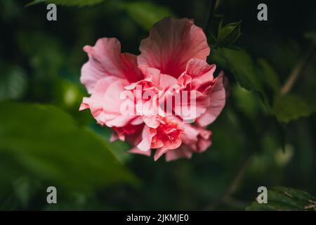 Eine Nahaufnahme einer wunderschönen, rosa Hibiskusblüte aus Hawaii auf einem unscharfen Hintergrund Stockfoto