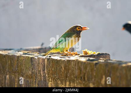 Ein flacher Fokus von einem braunköpfigen Barbet, der auf einer Steinwand thront Stockfoto