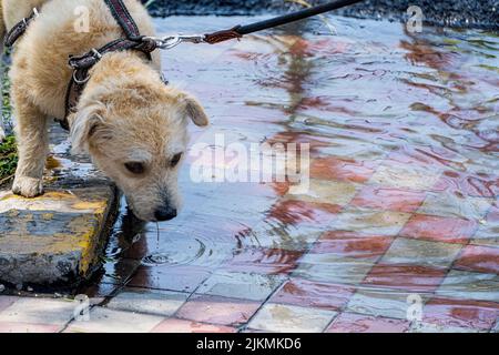 Welpen auf der Straße, Trinkwasser aus einer Pfütze nach dem Regen. Stockfoto