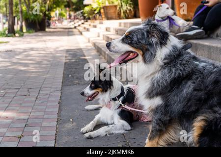 Zwei Hunde zusammen. Happy Border Collie auf der Straße und beobachtete die vorbeiziehenden Menschen Stockfoto