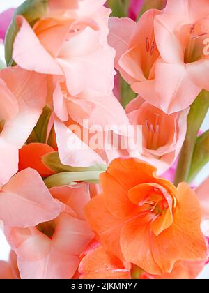 Eine Nahaufnahme eines Straußes rosa Gladiolusblüten Stockfoto