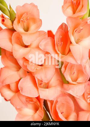 Eine Nahaufnahme eines Straußes rosa Gladiolusblüten Stockfoto