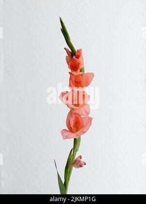 Eine rosa Gladiolusblüte isoliert auf weißem Hintergrund Stockfoto