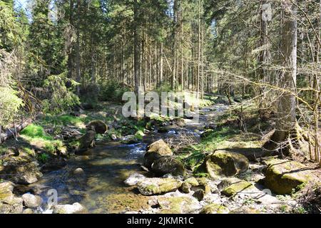 Eine malerische Aussicht auf einen kleinen Gebirgsfluss, der an einem sonnigen Tag durch den Wald fließt Stockfoto