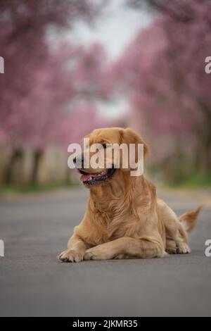 Ein flacher Fokus eines goldenen Retriever Hundes, der im Park liegt, mit rosa blühenden Bäumen im Hintergrund Stockfoto