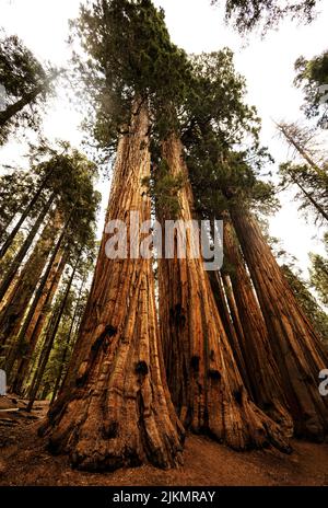 Das Haus ist eine Ansammlung riesiger Mammutbäume, die sich in der Nähe von President im Riesenwald befinden. Im Juli 1922, auf Anregung des Chefrangers Guy Hopping, Sequoia Stockfoto