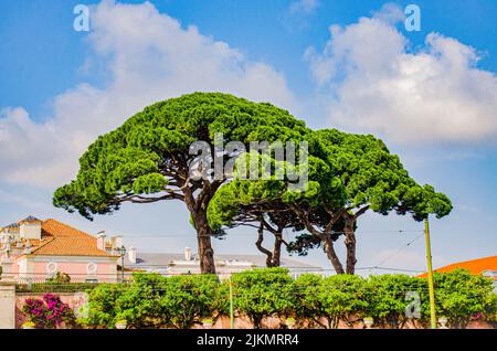 Ein paar große Pinien in Belem, Lissabon, Portugal Stockfoto