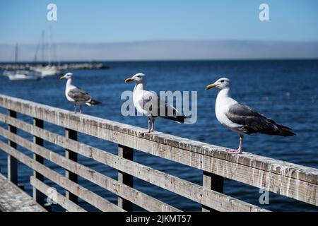 Möwen in Monterey, Kalifornien Stockfoto