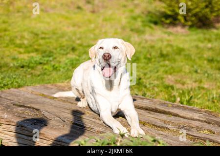 Labrador liegt auf Holz mit grünem Gras Hintergrund Stockfoto