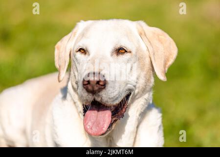 Labrador liegt auf Holz mit grünem Gras Hintergrund Stockfoto