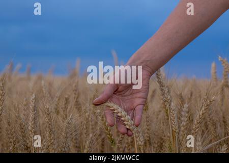 Frauen Hand vorsichtig berühren einen goldfarbenen Weizen in einem unter dunklen bewölkten Himmel. Stockfoto