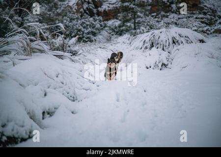 Eine wunderschöne Aufnahme eines australischen Kelpie-Hundes, der in Matroosberg, Südafrika, an den Klippen läuft und klettert Stockfoto