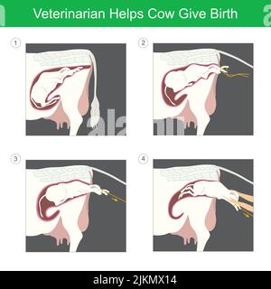 Tierarzt Hilft Kuh Geburt. Illustration ein Kalb Erstgeburt durch es hilft vom Tierarzt. Stock Vektor