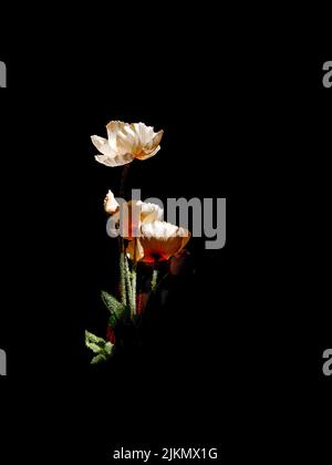 Eine vertikale Makroaufnahme von weißen Mohnblumen mit Licht auf ihnen, auf einem schwarzen Hintergrund Stockfoto