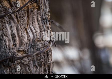 Eine Nahaufnahme von Stacheldraht, der um einen Baum auf einem verschwommenen Hintergrund in Asien gewickelt ist Stockfoto