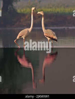 Eine schöne Aufnahme von Flamingos im Teich Stockfoto