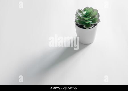 Eine kleine mexikanische Schneeball (Echeveria elegans) Pflanze in einem weißen Topf auf einer weißen Oberfläche Stockfoto