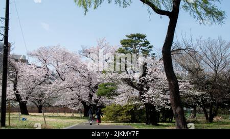 Ein Mädchen geht durch den Frühlingspark und bewundert die Schönheit der blühenden Bäume vor dem blauen Himmel Stockfoto