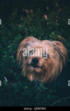 Eine Nahaufnahme eines schönen Yorkshire Terrier auf grünem Gras im Park Stockfoto
