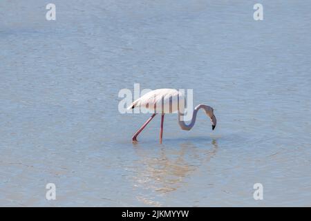 Ein wunderschöner Flamingo, der an einem sonnigen Sommertag Wasser aus einem See trinkt Stockfoto