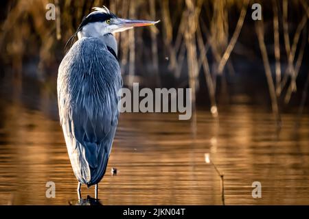 Eine Nahaufnahme von Agrareiher (Ardea cinerea), die in der Nähe eines Wasserkörpers unter dem hellen Sonnenlicht steht Stockfoto