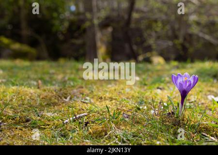 Eine Nahaufnahme einer einzelnen violetten Krokusblüte, die im Garten wächst Stockfoto