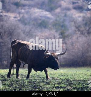 Der Texas Longhorn-Bulle in Wichita Mountains, Oklahoma Stockfoto